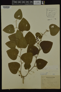 Smilax bona-nox image