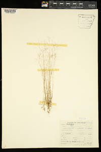 Aira elegans image