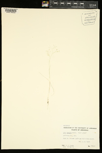 Aira elegans image