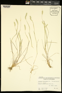 Alopecurus carolinianus image