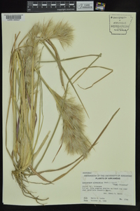 Andropogon glomeratus image