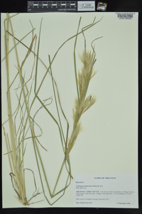 Andropogon glomeratus image