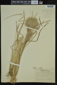 Andropogon glomeratus image