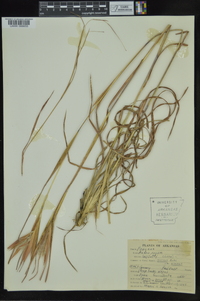 Andropogon gyrans image