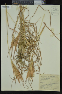 Andropogon gyrans var. gyrans image