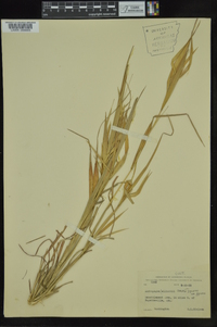 Andropogon elliottii image