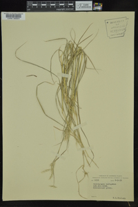 Bothriochloa ischaemum image