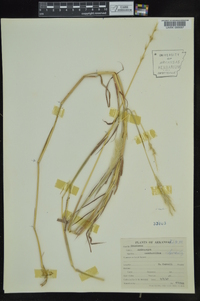 Bothriochloa saccharoides image