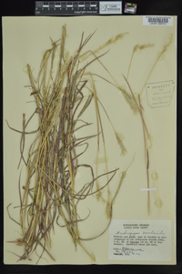 Bothriochloa saccharoides image