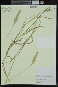 Bothriochloa laguroides image