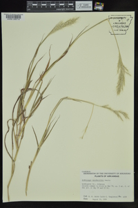 Bothriochloa laguroides image