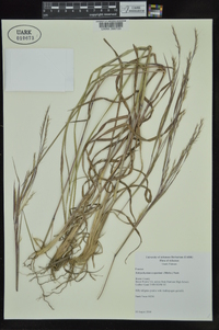 Schizachyrium scoparium var. scoparium image