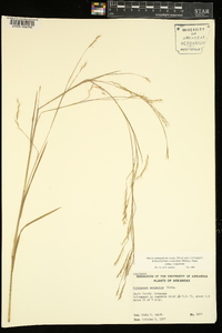 Schizachyrium scoparium subsp. scoparium image