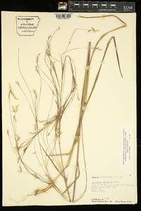 Schizachyrium scoparium subsp. scoparium image