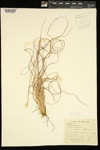 Andropogon ternarius image