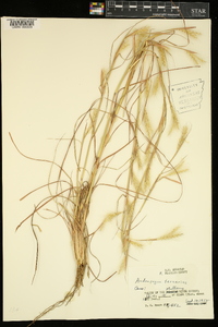 Andropogon ternarius image