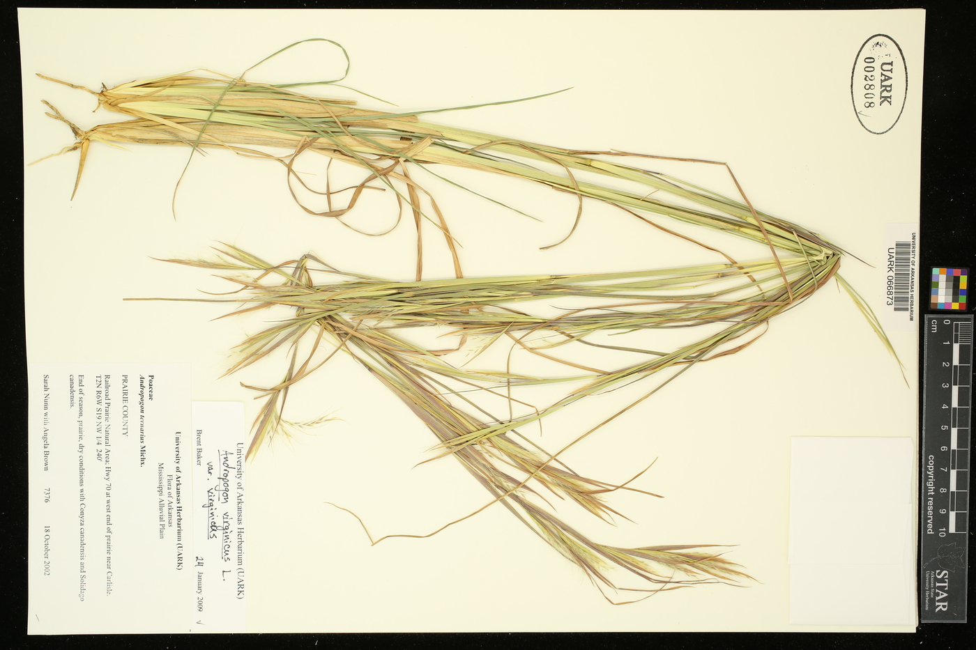 Andropogon virginicus var. virginicus image