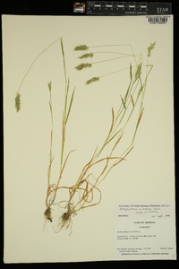 Anthoxanthum odoratum image