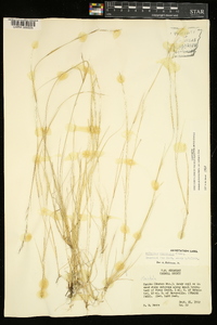 Aristida dichotoma image