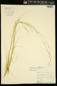 Aristida dichotoma var. curtissii image