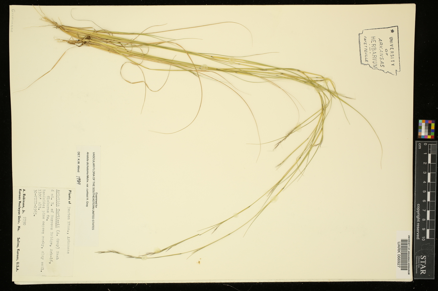 Aristida dichotoma var. curtissii image