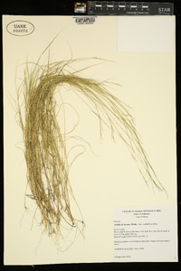 Aristida dichotoma image