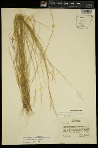 Aristida dichotoma image