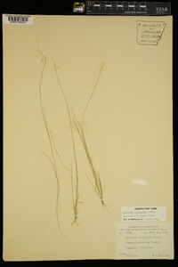 Aristida dichotoma image