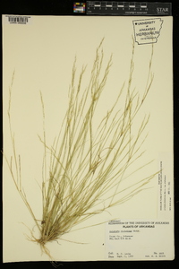 Aristida dichotoma image