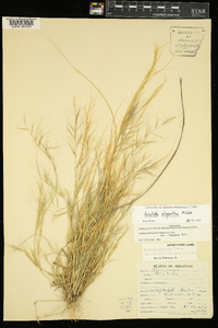 Aristida oligantha image