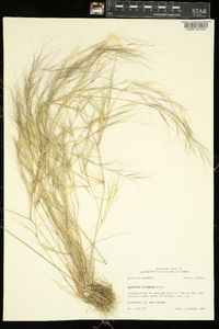 Aristida oligantha image