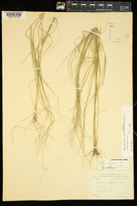 Aristida oligantha image