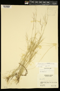 Aristida oligantha image