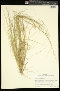 Aristida oligantha image