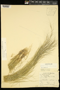 Aristida oligantha image