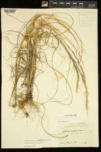 Aristida purpurascens var. purpurascens image