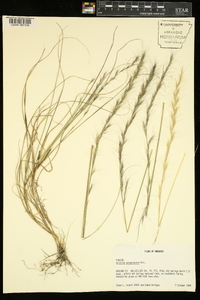 Aristida purpurascens image