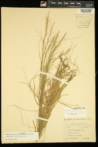 Aristida purpurascens var. purpurascens image