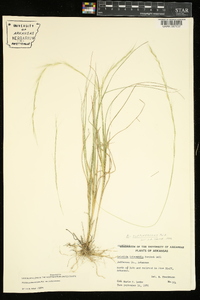 Aristida purpurascens image