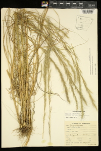 Aristida purpurascens image