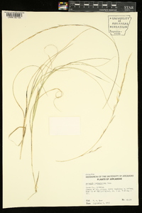 Aristida purpurascens image