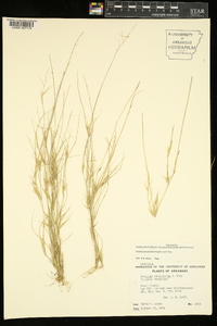 Aristida ramosissima image