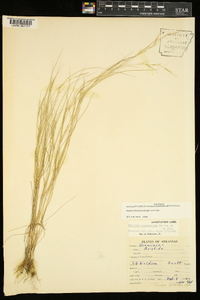 Aristida ramosissima image