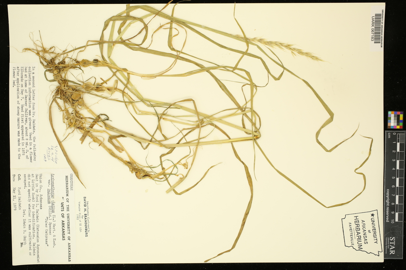 Arrhenatherum elatius var. bulbosum image