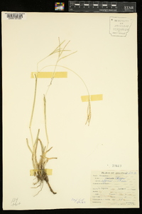 Axonopus fissifolius image