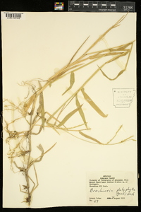 Urochloa platyphylla image