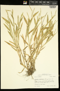 Urochloa platyphylla image