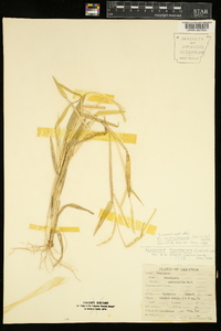 Urochloa platyphylla image