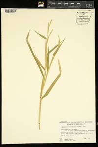 Urochloa platyphylla image