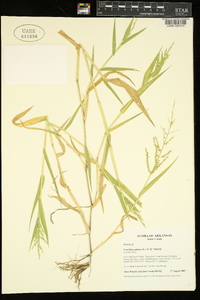 Urochloa ramosa image